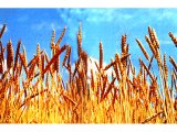 Wheat was the first plant to be cultivated and farmed. This invention of farming, at about 5000 BC, resulted in the establishment of the first cities.
